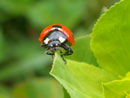 Foto Coccinella septempuncta