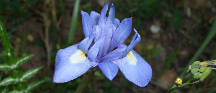 Foto Iris sisyrinchium