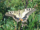 Foto Papilio machaon