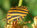 Foto pentatomide Graphosoma lineatum