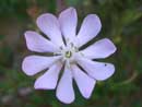 Foto Silene sericea