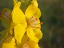 Foto Verbascum pulverulentum