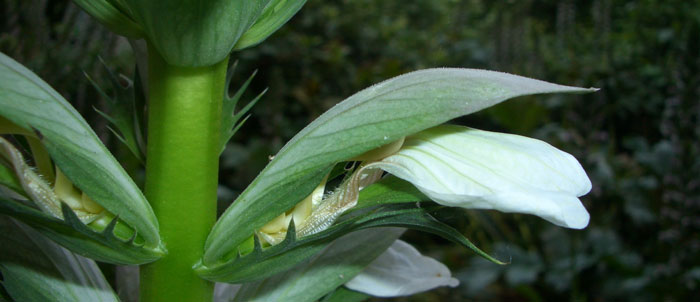 Foto Acanthus mollis