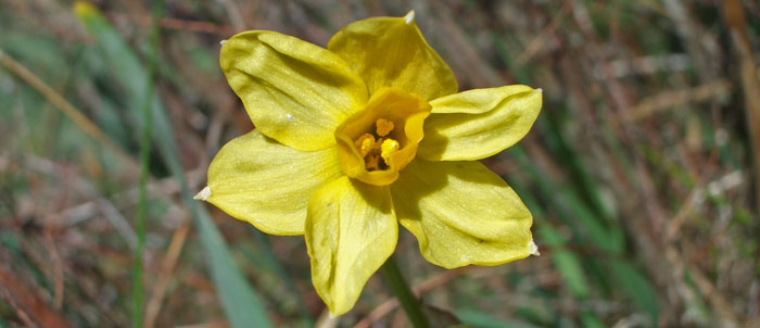 Foto Narcissus tazetta