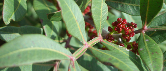 Foto Pistacia lentiscus