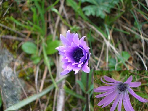 Foto Anemone hortensis