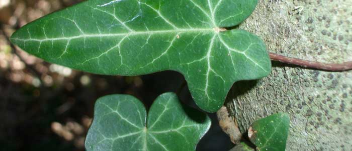 Foto Hedera helix
