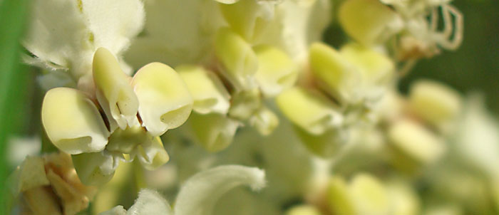 Foto Gomphocarpus fruticosus
