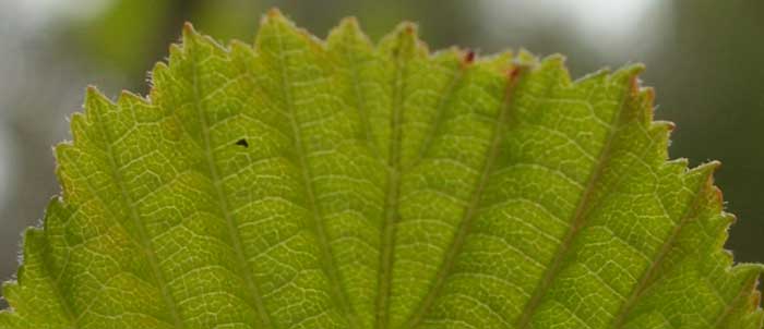 Foto Alnus glutinosa