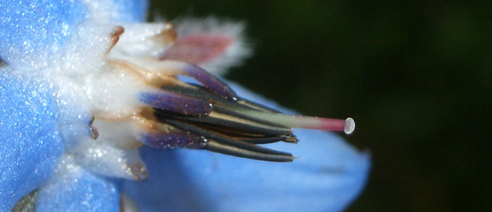 Foto Borago officinalis