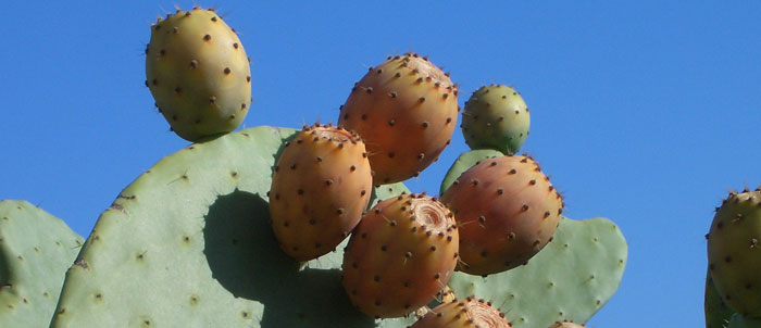 Foto Opuntia ficus-indica