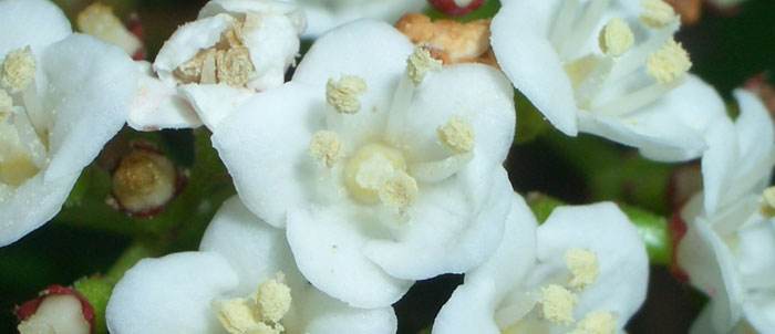 Foto Viburnum tinus