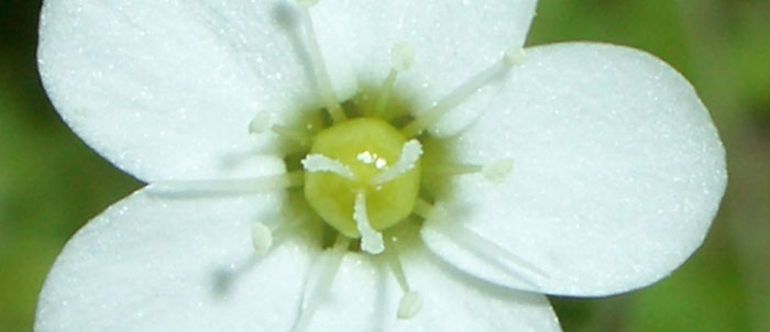 Foto Arenaria balearica