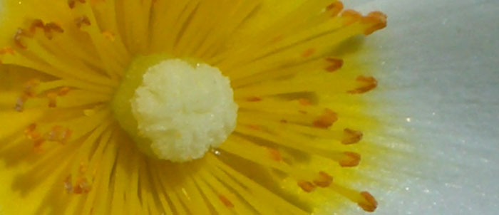 Foto Cistus monspeliensis