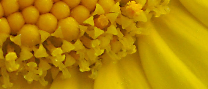 Foto Chrysanthemum segetum