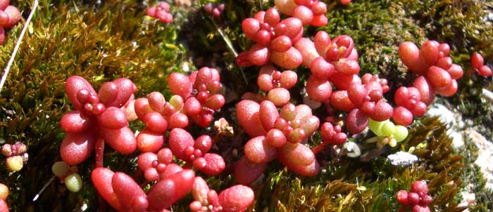 Foto Sedum caeruleum
