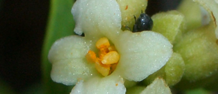 Foto Daphne gnidium