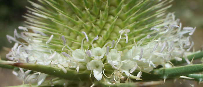 Foto Dipsacus ferox