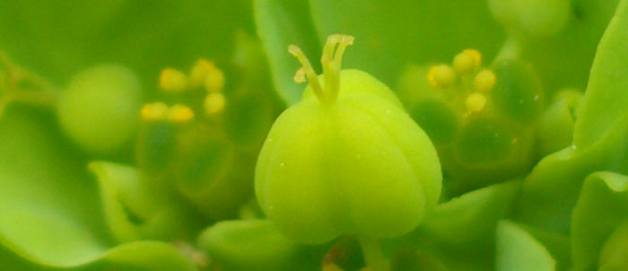 Foto Euphorbia helioscopia