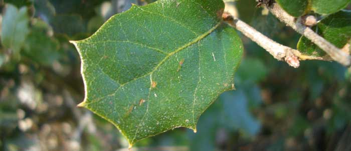 Foto Quercus coccifera