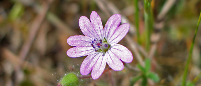 Foto Geranium molle