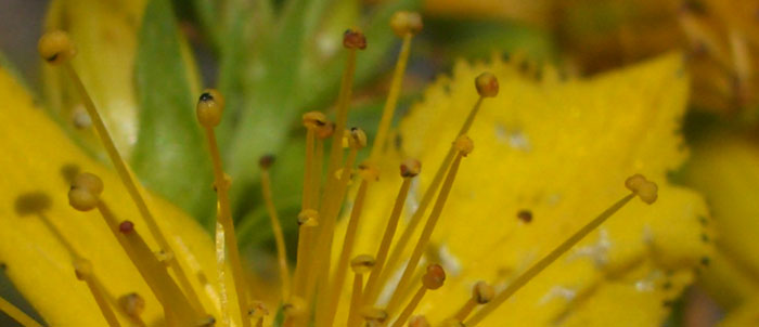Foto Hypericum perforatum