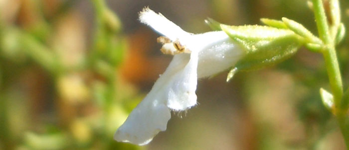 Foto Stachys glutinosa