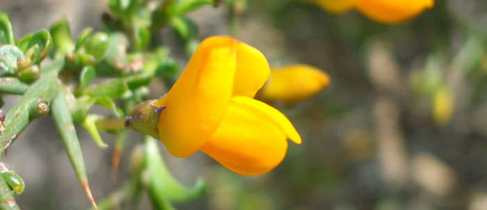 Foto Genista corsica