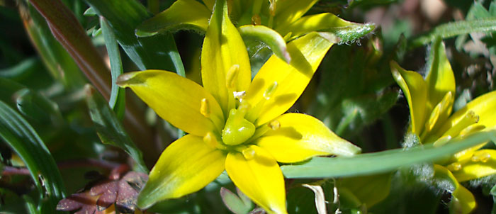 Foto Gagea granatellii