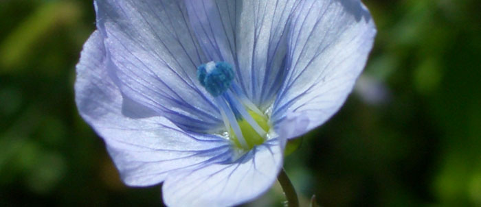 Foto Linum bienne