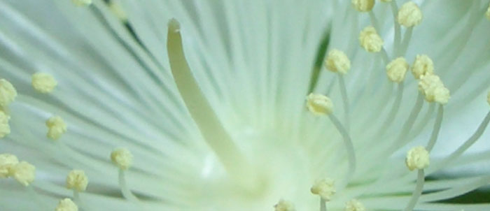 Foto Myrtus communis