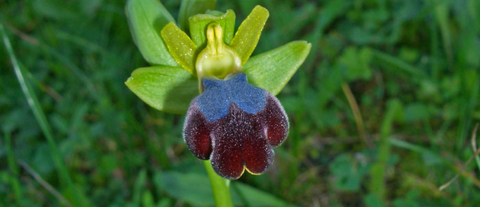 Foto Ophrys fusca iricolor