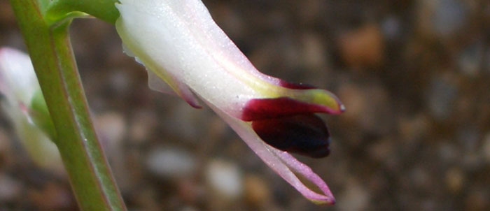 Foto Fumaria capreolata