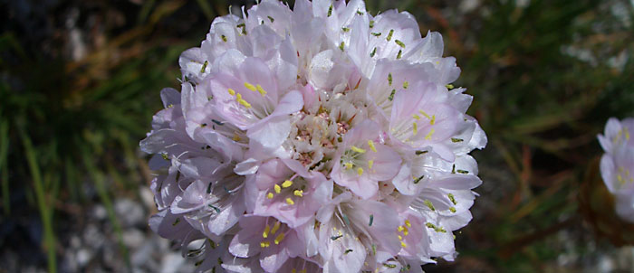 Foto Armeria pungens
