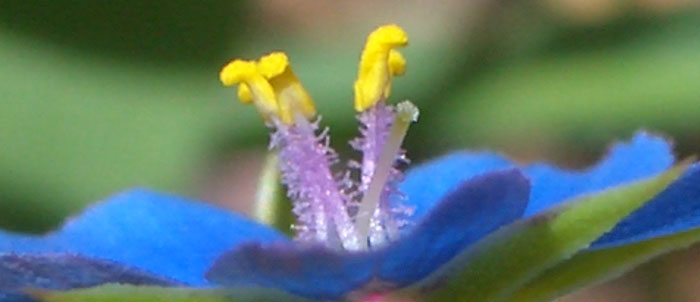Foto Anagallis arvensis