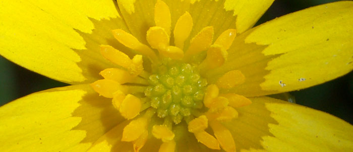 Foto Ranunculus ficaria