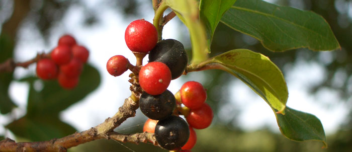 Foto Rhamnus alaternus
