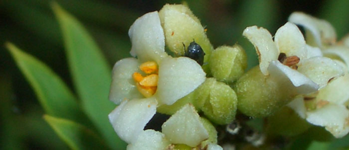 Foto Daphne gnidium