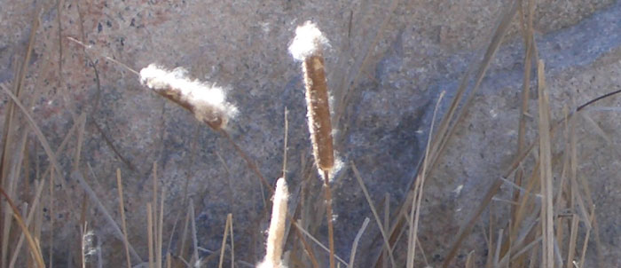 Foto Typha angustifolia