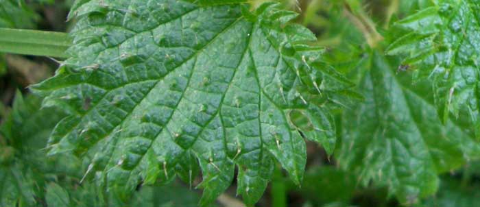Foto Urtica dioica