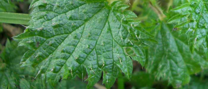 Foto Urtica dioica