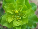 Foto Euphorbia