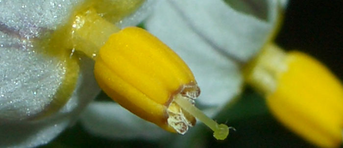 Foto Solanum luteum